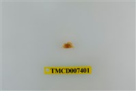 藏品(長趾股窗蟹)的圖片